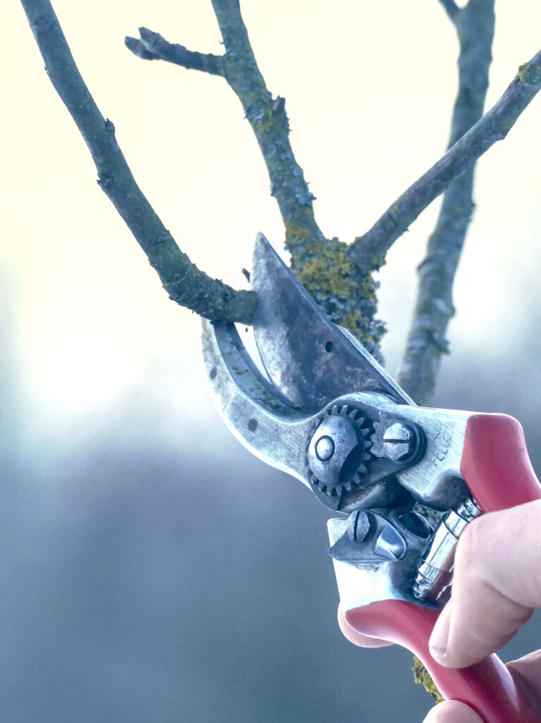 Obstbaumschnitt mit Astschere